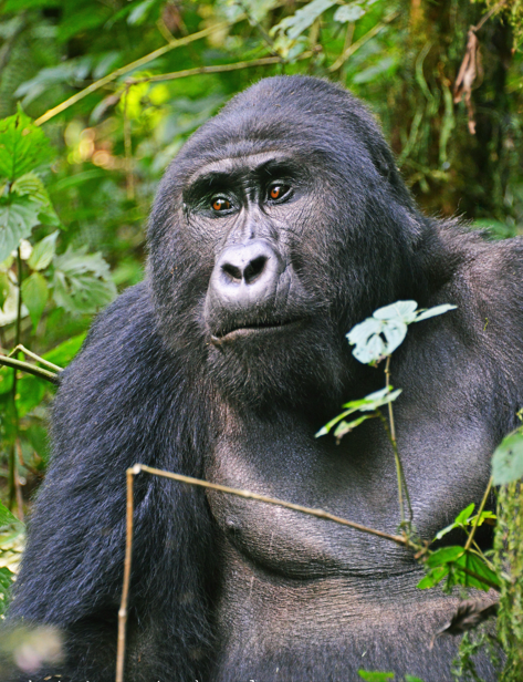 Discover 20 essential primate safari FAQs—permits, costs, best destinations, packing tips, and ethical trekking rules