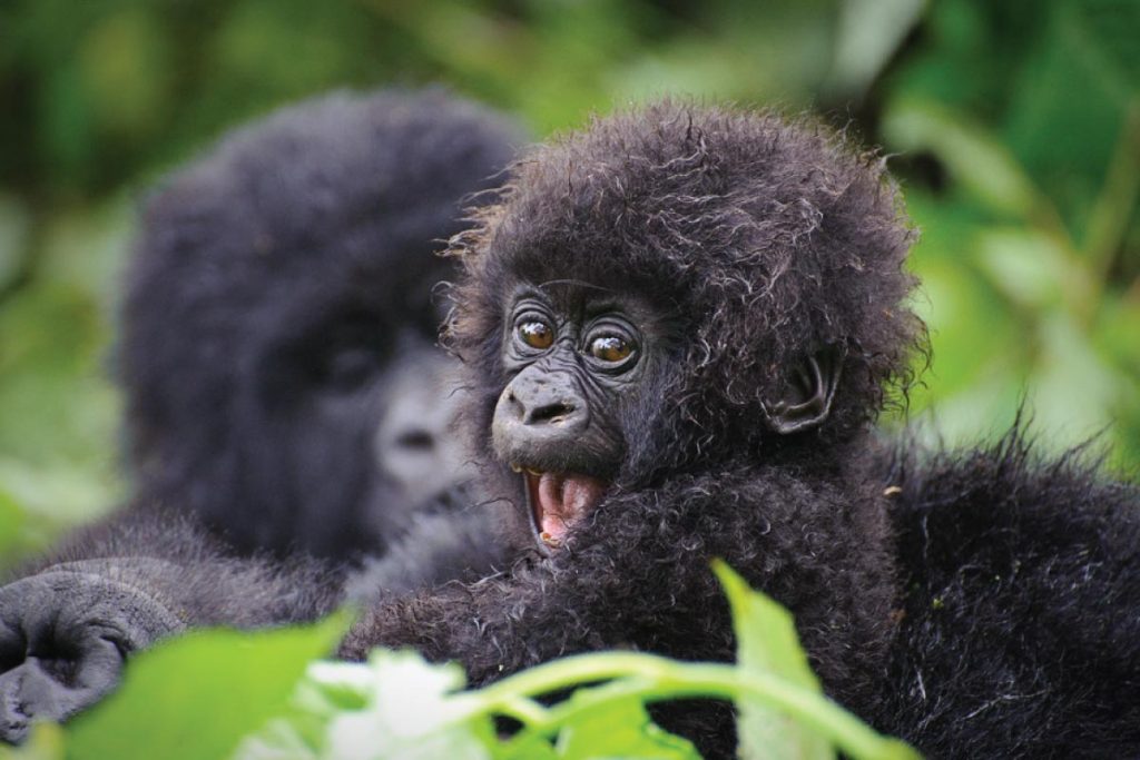gorilla-trekking-prices